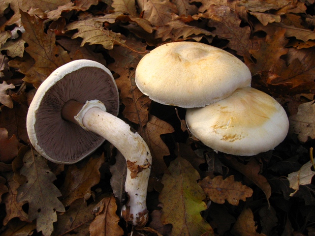 Escursione in querceto, finalmente i funghi!!!